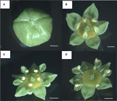 Preventing self-fertilization: Insights from Ziziphus species